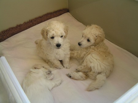 35. den CRISTIAN, BOOTES a BECRUX